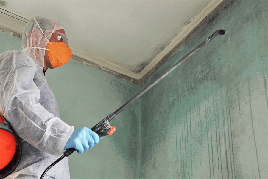 Mold remediation - professional carefully disinfects/sanitizes wall with mold - Belleville, IL